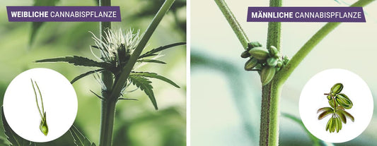Cannabis Männlich oder Weiblich? Die Bedeutung der Geschlechter bei Cannabis-Pflanzen