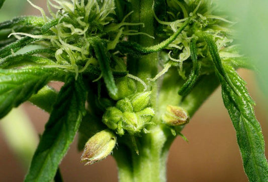 Cannabis Zwittern - Ursachen, Auswirkungen und Behandlung