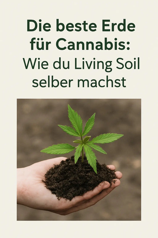 Ein junger Cannabissetzling wächst in lebendiger, mikrobenreicher Erde – Symbol für natürliches und nachhaltiges Pflanzenwachstum.