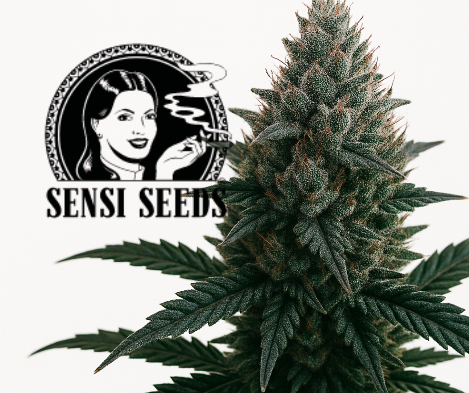 Sensi Seeds Logo – Symbol für hochwertige Cannabissamen und Premium-Genetik in unserem Produktkatalog.