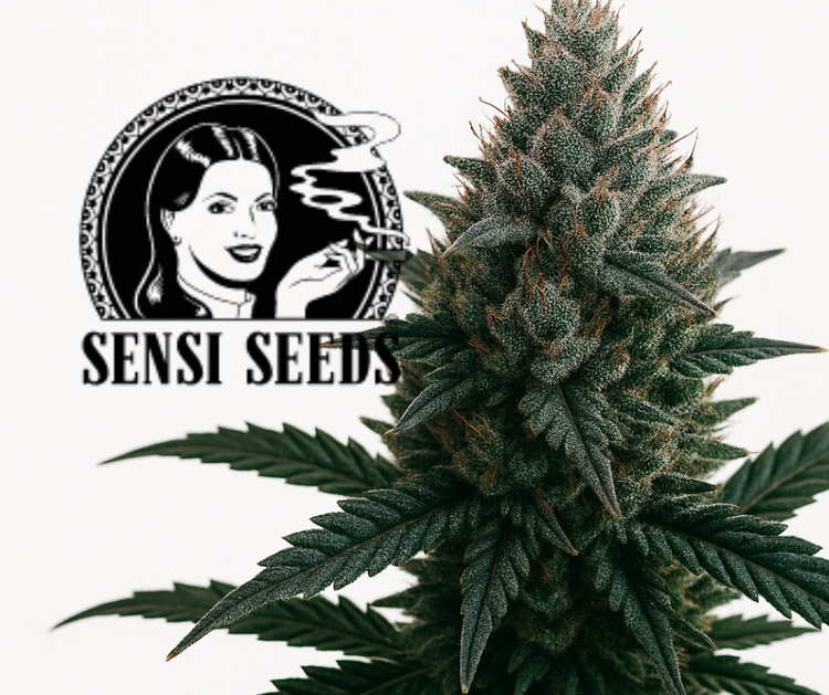 Sensi Seeds Logo – Symbol für hochwertige Cannabissamen und Premium-Genetik in unserem Produktkatalog.