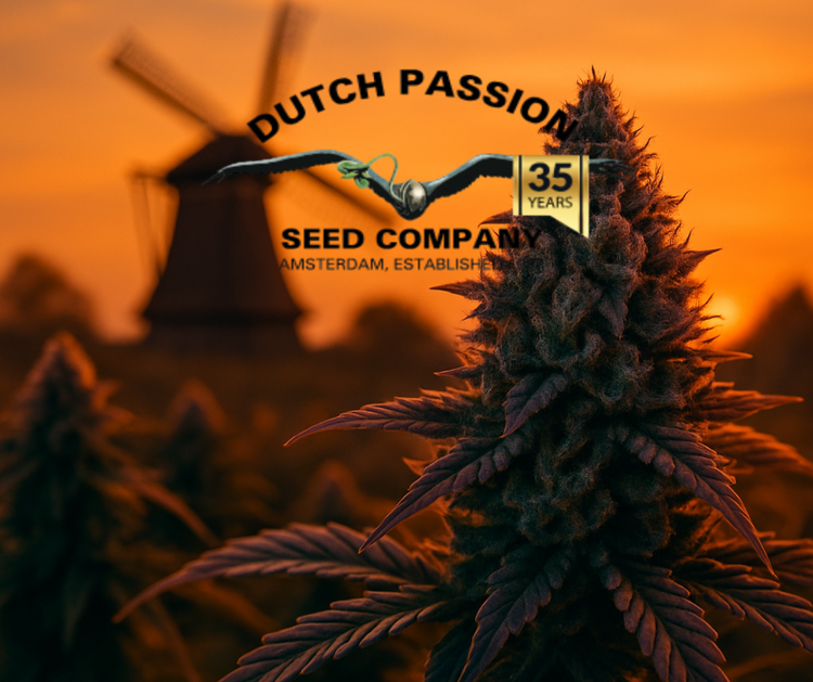 Dutch Passion Cannabis Samen - Weed Samen