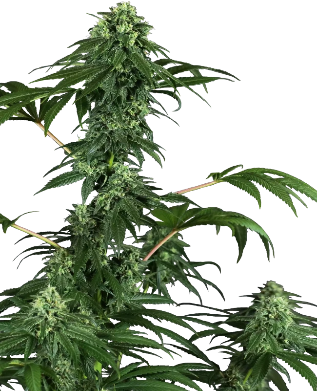 420 Punch Feminisiert