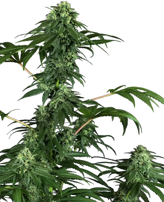 420 Punch Feminisiert