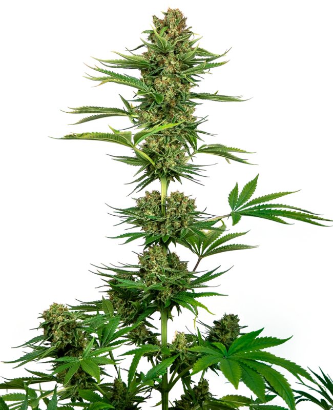 Satin Black Domina CBD Feminised