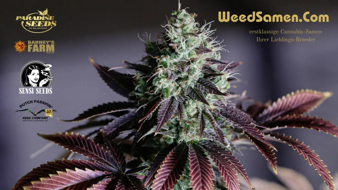 Hochwertige Cannabispflanze mit gesunden, violetten und grünen Blättern in einem professionellen Indoor-Anbau, ideal für Cannabis-Liebhaber und Grower.
