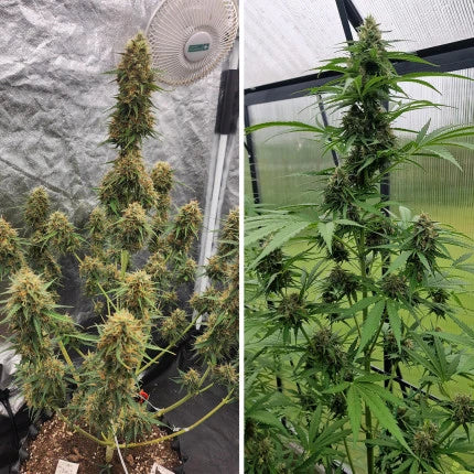 Auto Candy Bubatz XL