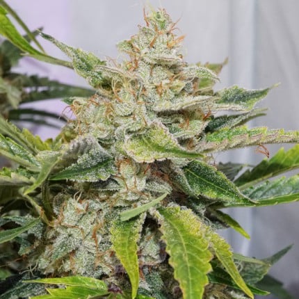 Auto Skywalker Haze