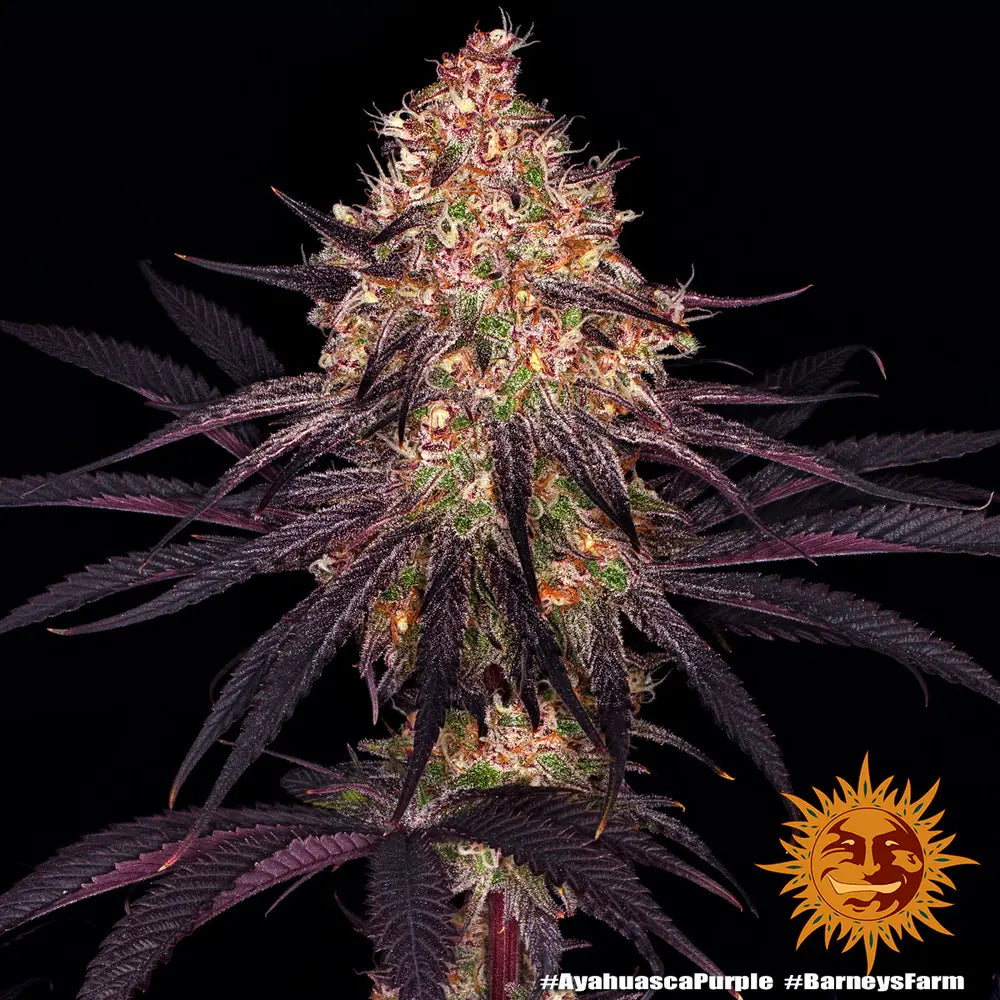 Ayahuasca Purple Cannabis Samen