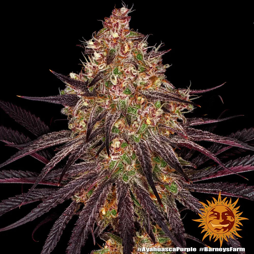 Ayahuasca Purple Cannabis Samen