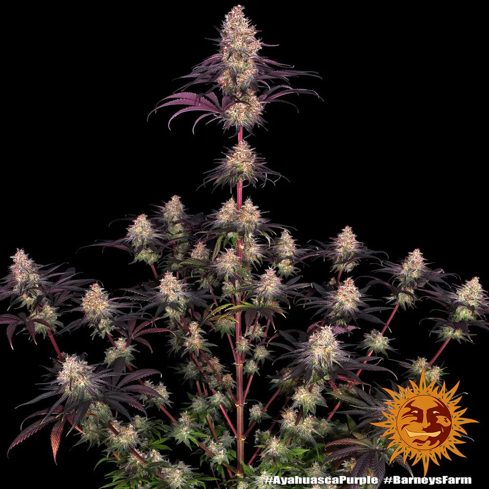 Ayahuasca Purple Cannabis Samen