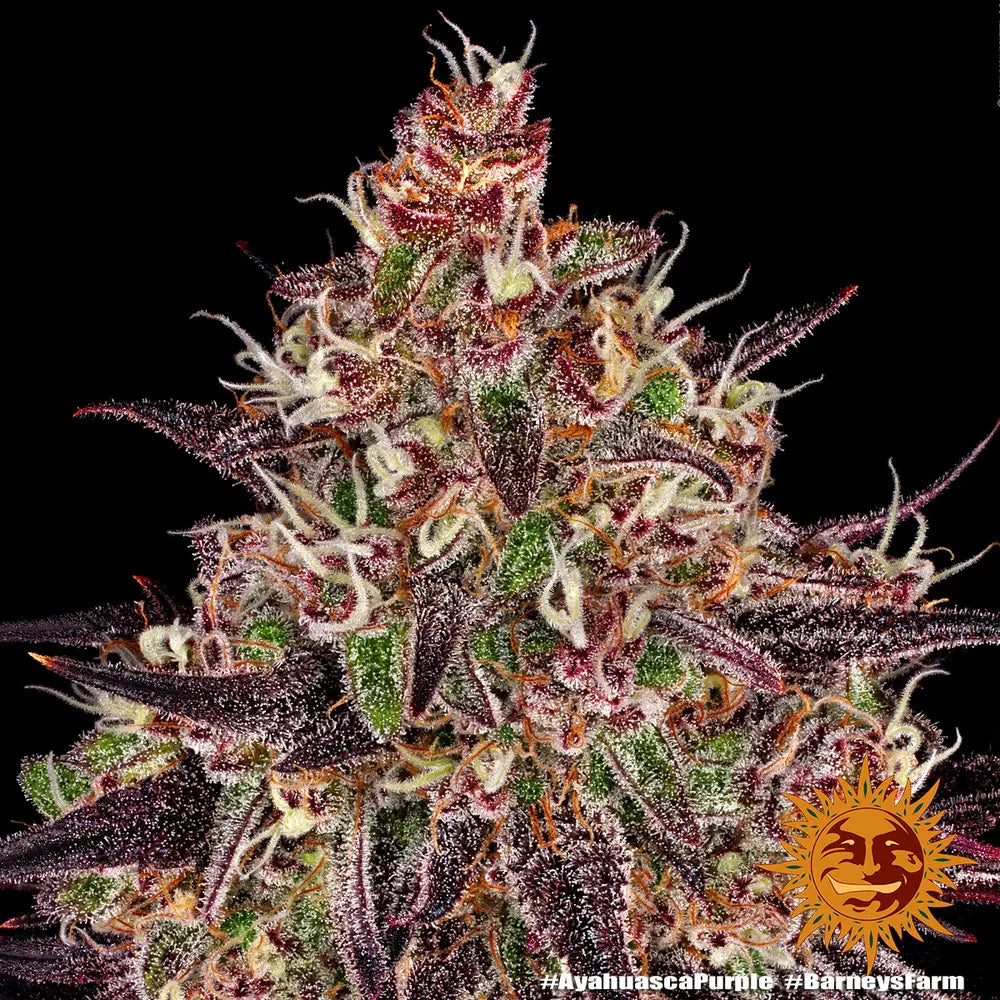 Ayahuasca Purple Cannabis Samen