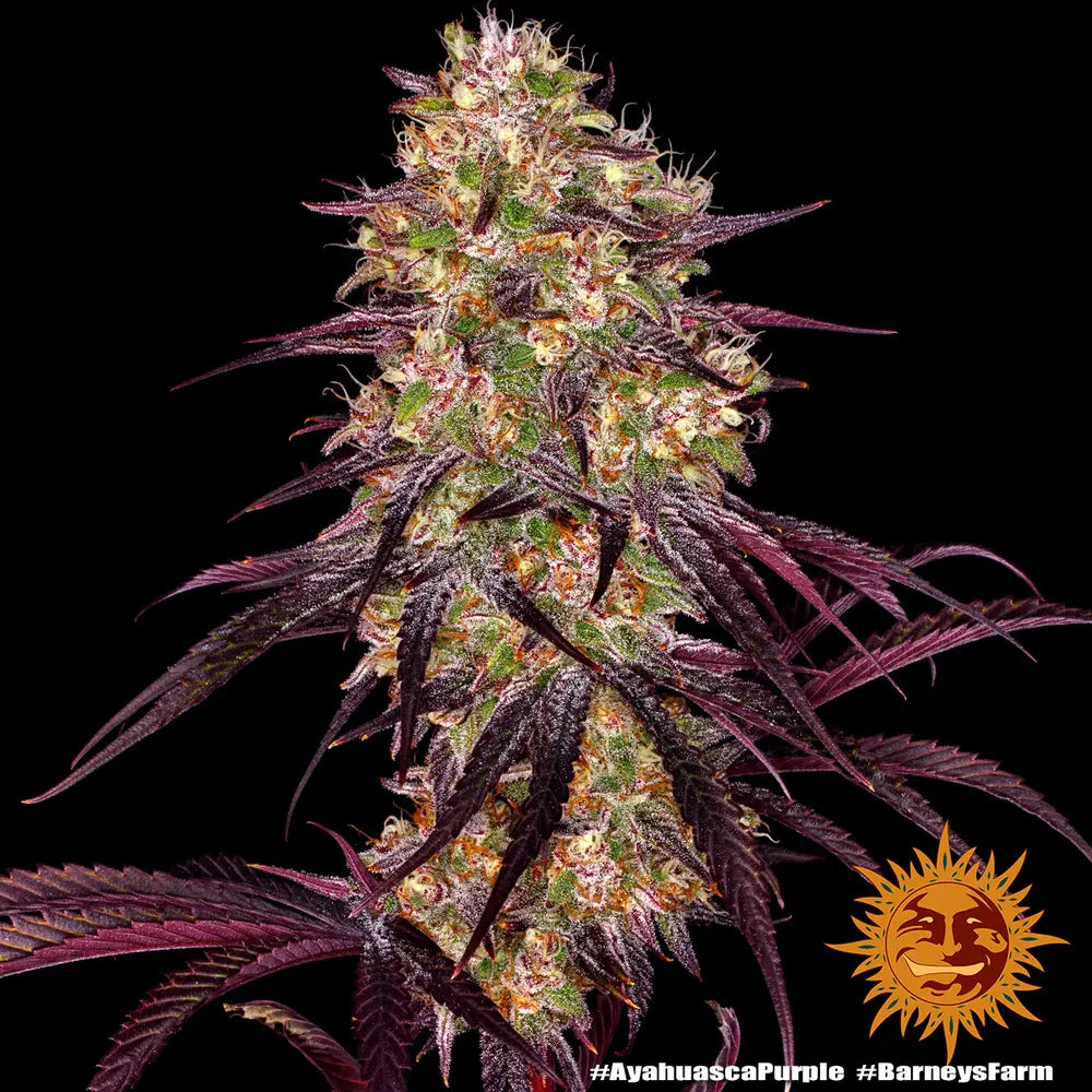 Ayahuasca Purple Cannabis Samen