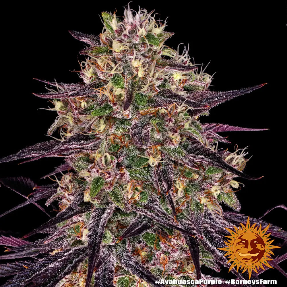 Ayahuasca Purple Cannabis Samen