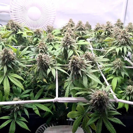 Charlotte's Angel CBD Feminised