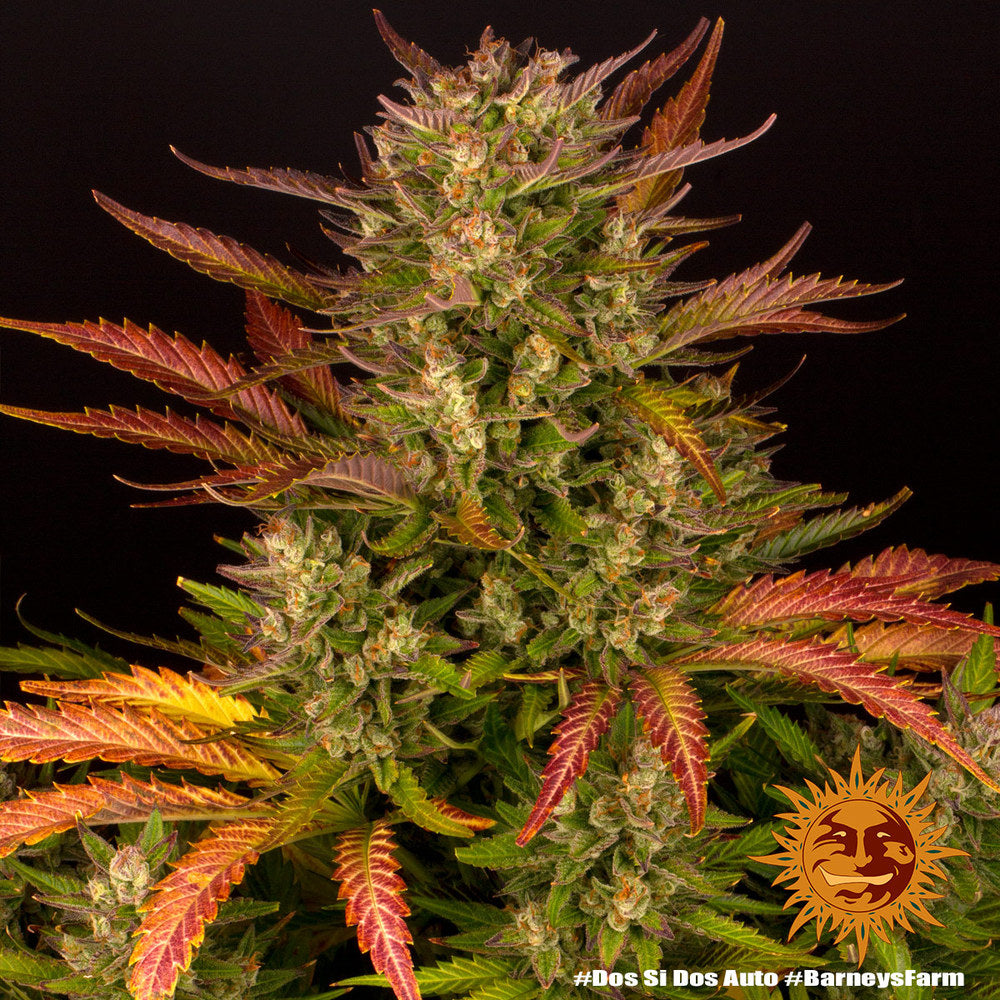Dos Si Dos Auto Cannabis Samen