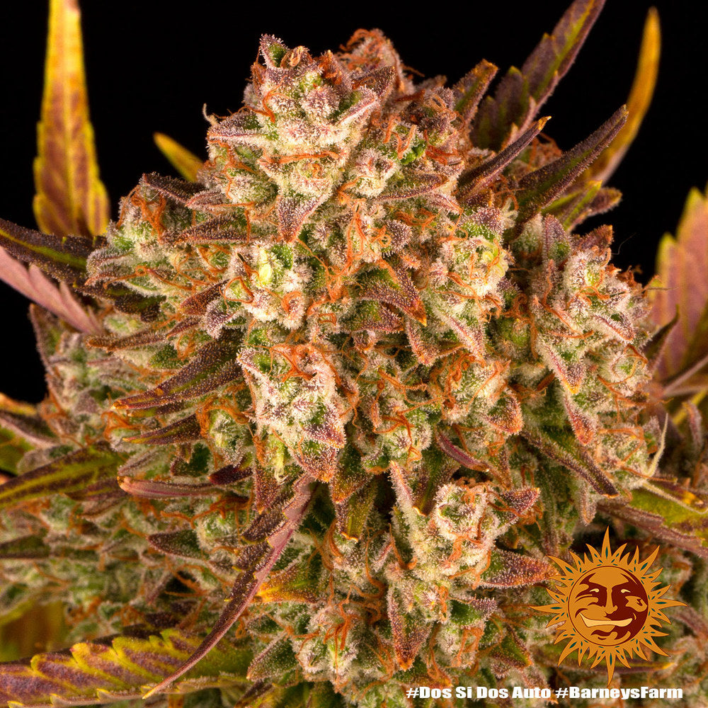 Dos Si Dos Auto Cannabis Samen