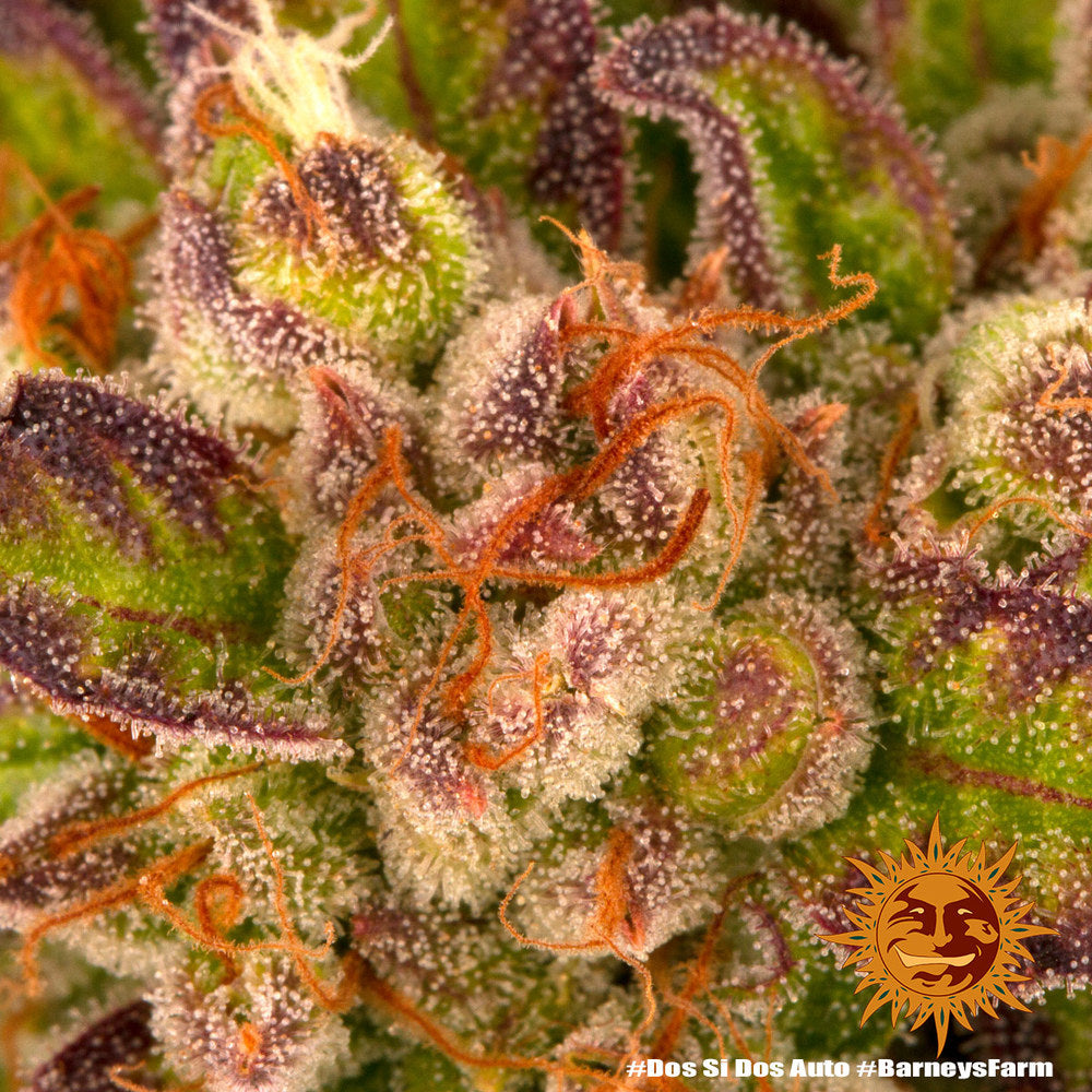 Dos Si Dos Auto Cannabis Samen