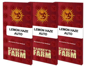 Lemon Haze Auto Cannabis Samen