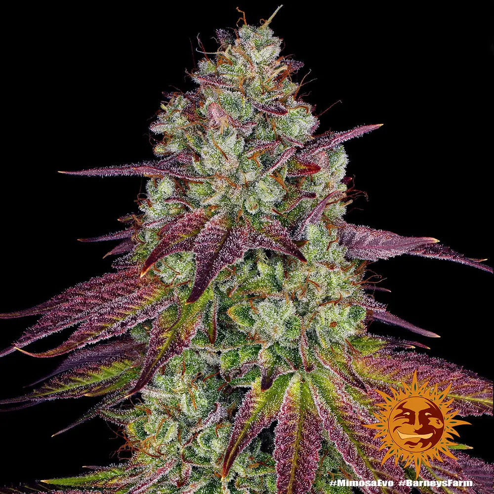 Mimosa EVO Cannabis Samen