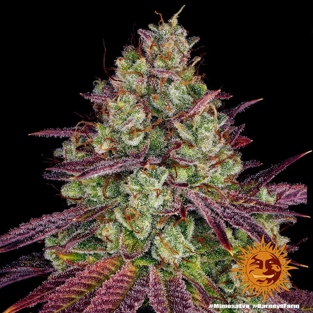 Mimosa EVO Cannabis Samen