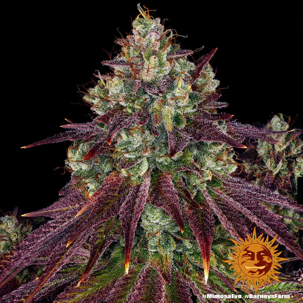 Mimosa EVO Cannabis Samen
