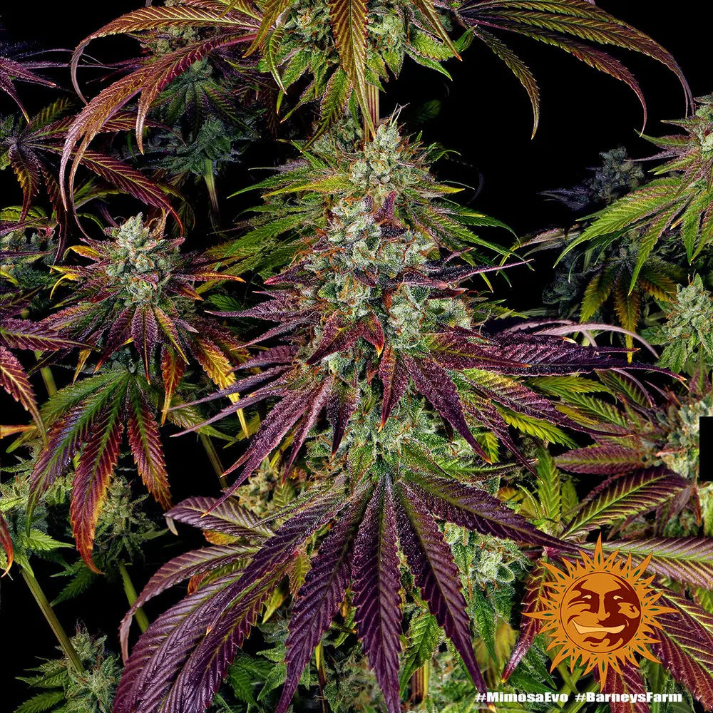 Mimosa EVO Cannabis Samen