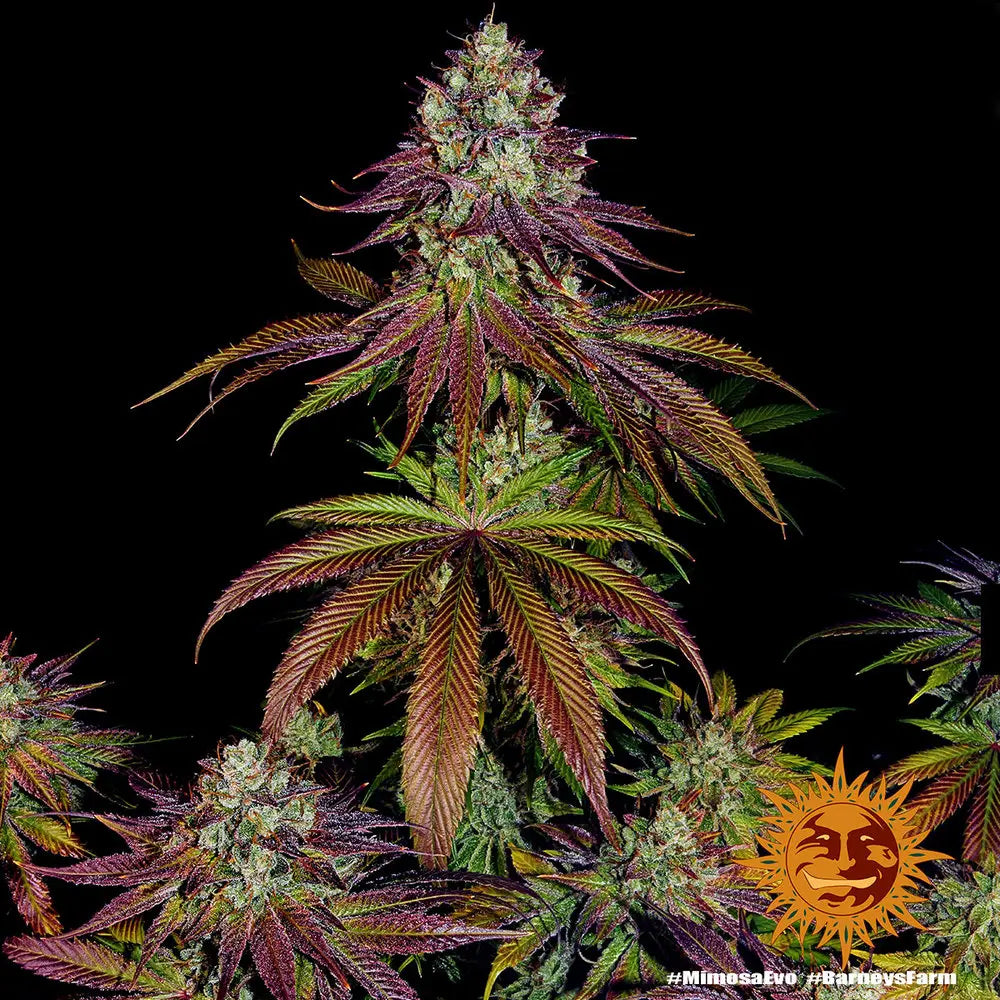 Mimosa EVO Cannabis Samen