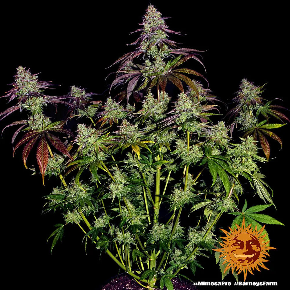 Mimosa EVO Cannabis Samen