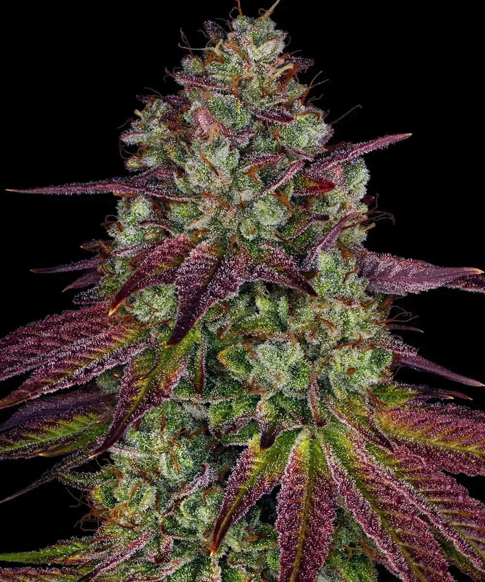 Mimosa EVO Cannabis Samen