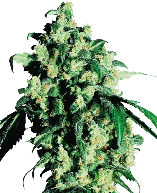 Super Skunk Feminisierte Samen