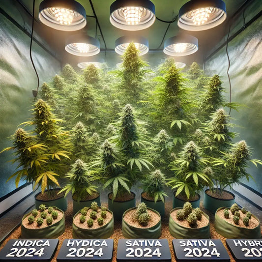 Top Cannabis Strains für Indoor Anbau in Growzelten 2024