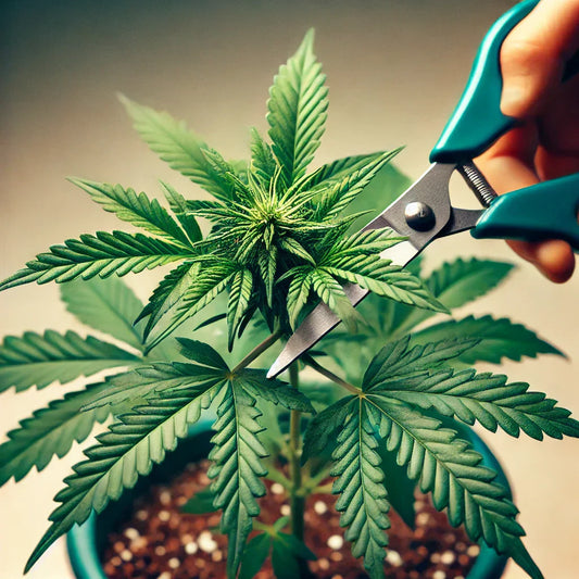 Nahaufnahme einer jungen Cannabis-Pflanze beim Topping, grüne Blätter, Wachstumsphase, ohne Blüte.