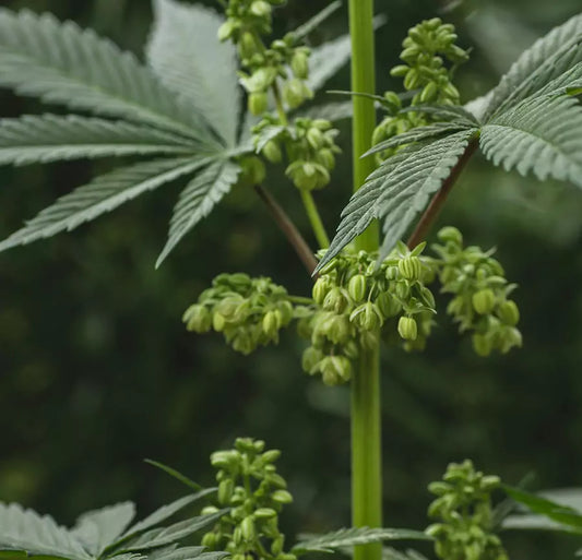Cannabis Männlich Pollensäcke einer männlichen, deutlich sichtbar in den Knotenbereichen.