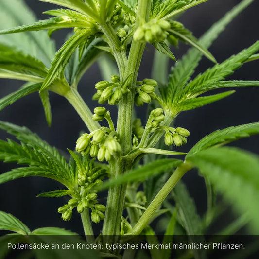 Cannabis Zwittern - Ursachen, Auswirkungen und Behandlung