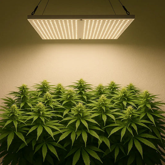 Sea of Green Indoor-Grow: LED-Lampe gleichmäßig über dichtem Cannabis-Canopy mit homogenen Blüten.