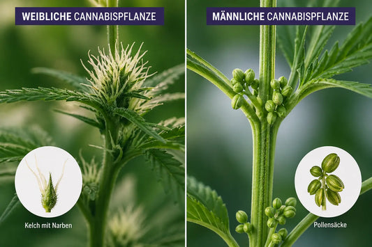 Cannabis Männlich oder Weiblich? Die Bedeutung der Geschlechter bei Cannabis-Pflanzen