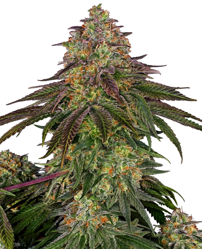 sweet cherry kush femenisiert weed samen