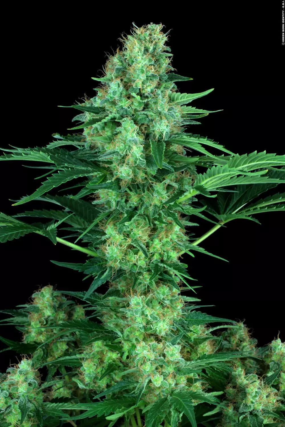 Original White Widow (IBL) Femenisiert