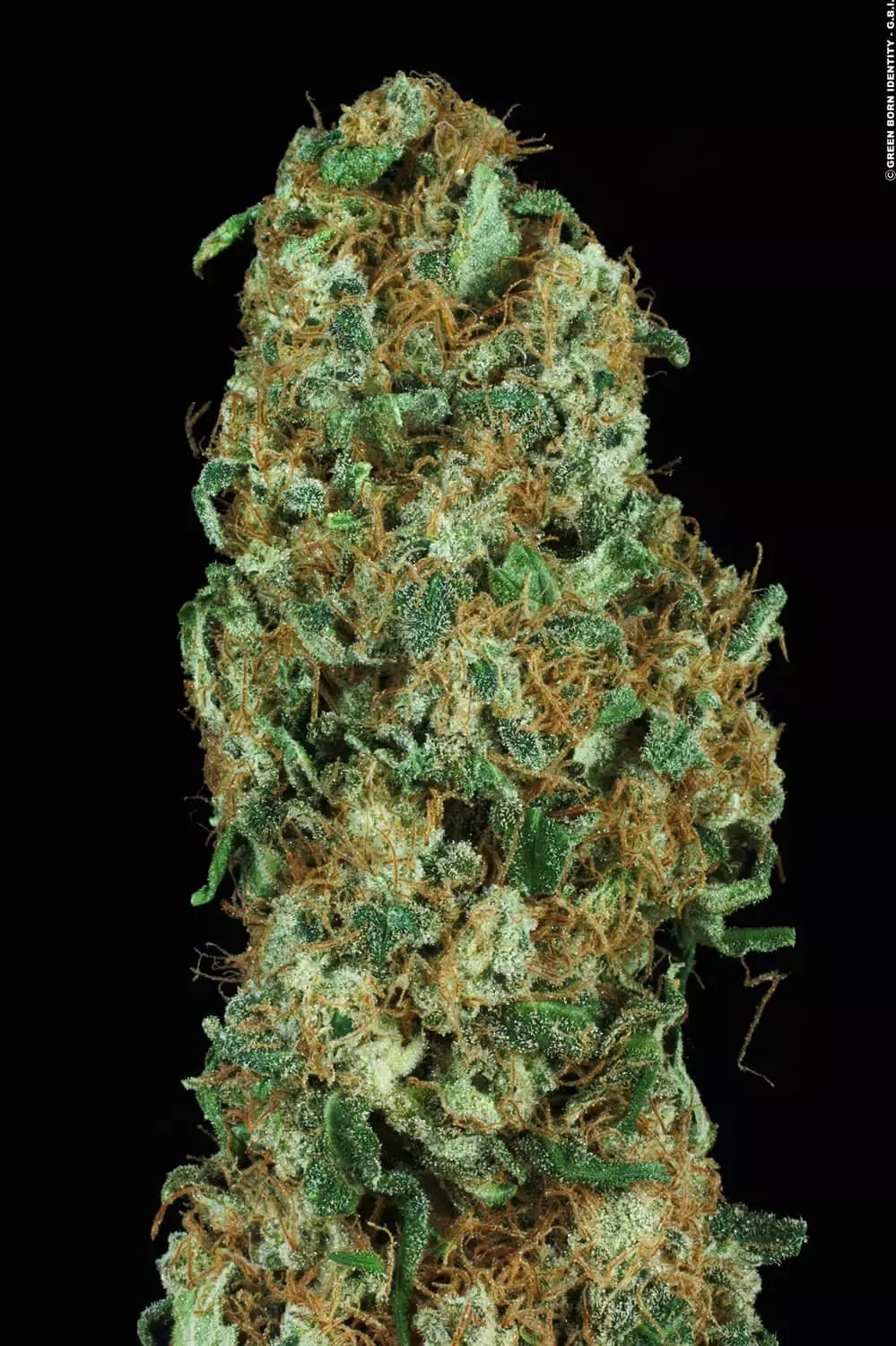 Original White Widow (IBL) Femenisiert