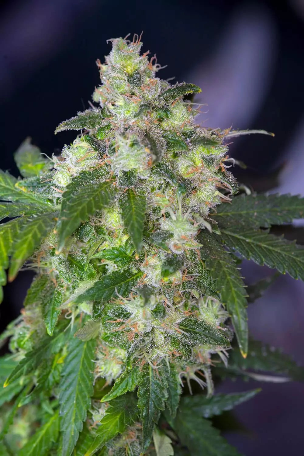 Original White Widow (IBL) Femenisiert