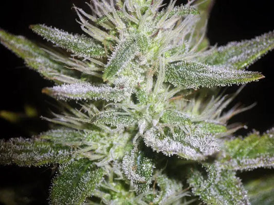 Auto White Widow XL
