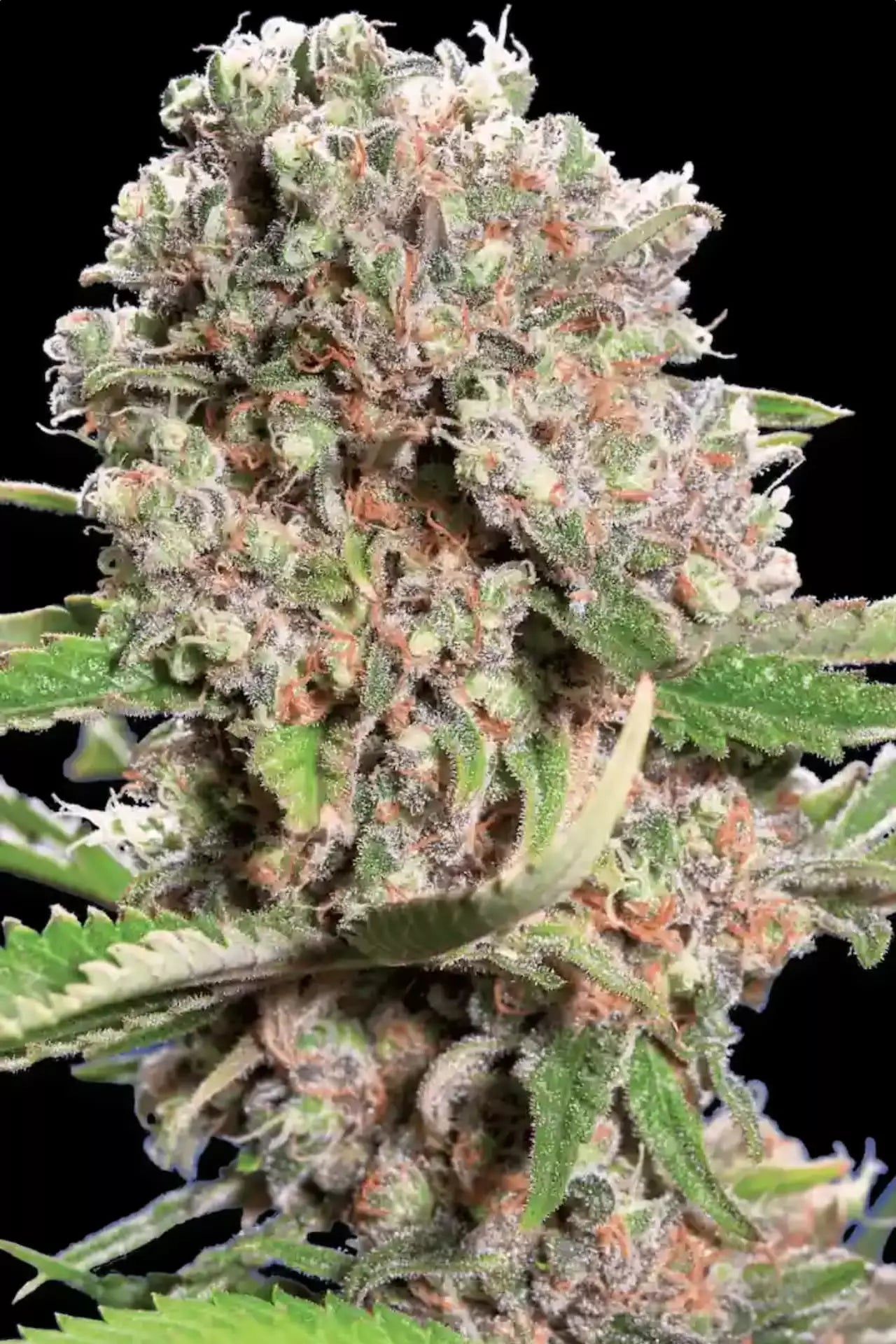 Mendocino Skunk Weed Samen