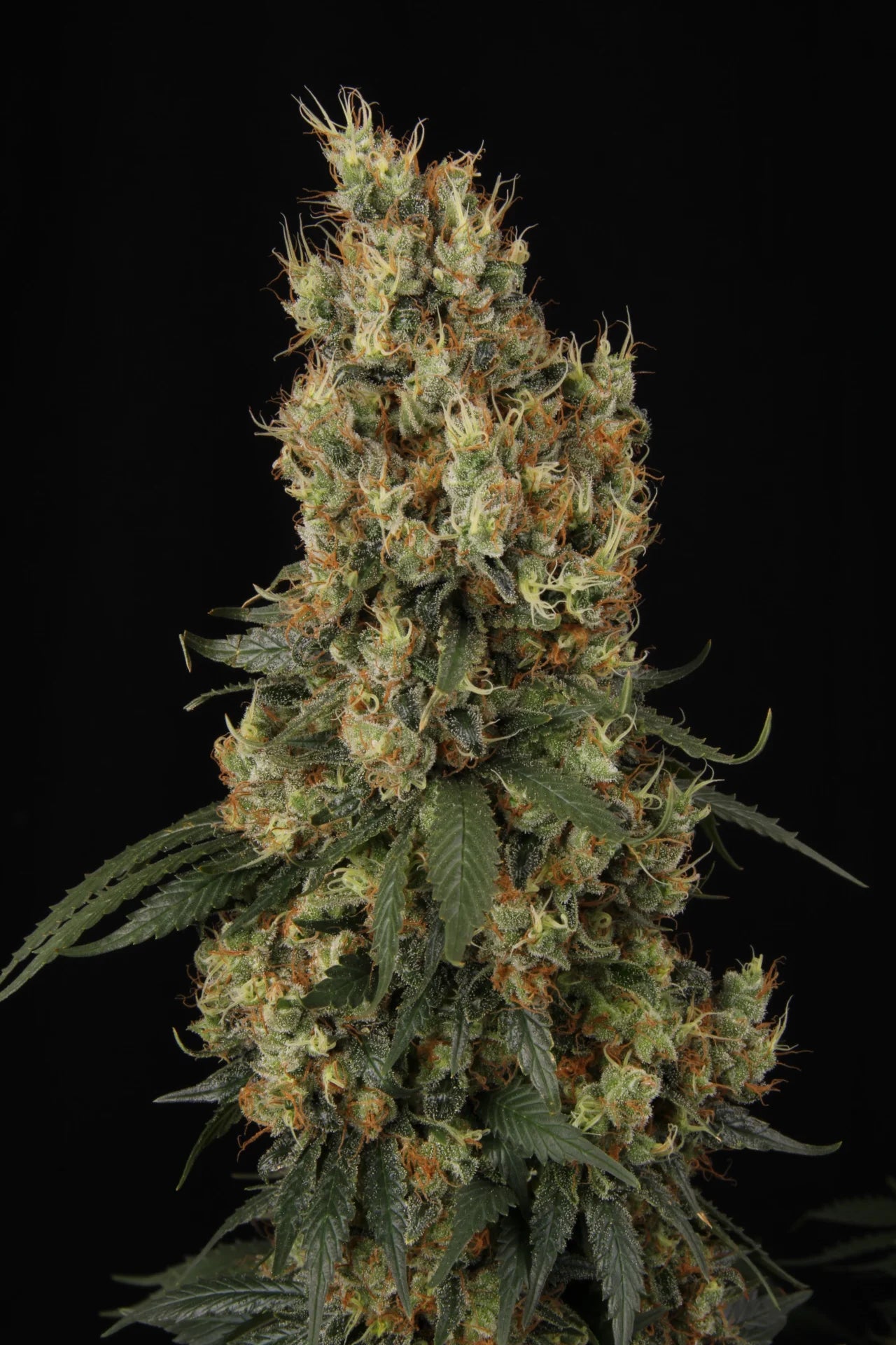 Mendocino Skunk Femenisiert