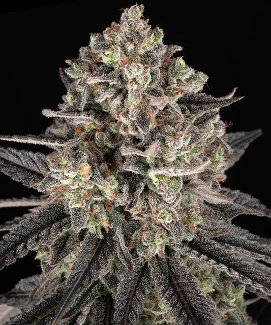 🎁 Gratis Samen Auto Blue Dream (100% off)