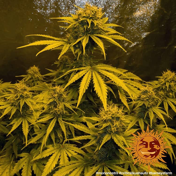 Critical Kush Auto Cannabis Samen