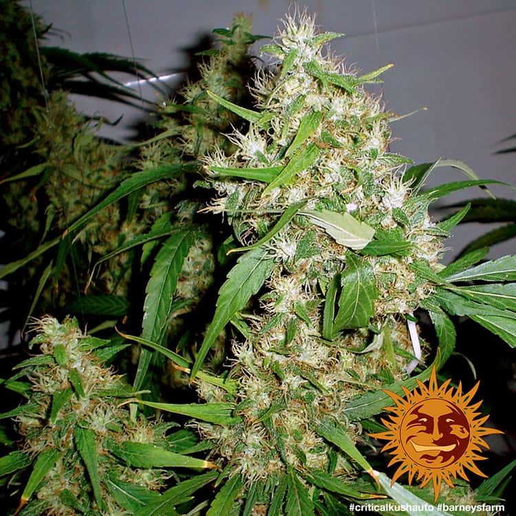 Critical Kush Auto Cannabis Samen