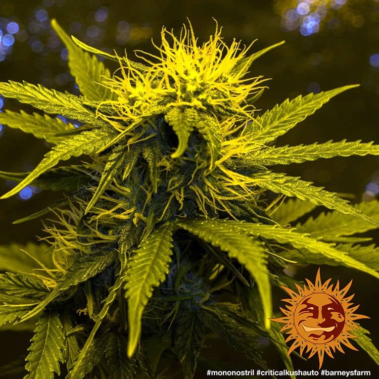 Critical Kush Auto Cannabis Samen