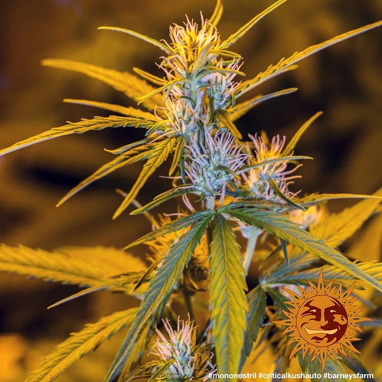 Critical Kush Auto Cannabis Samen