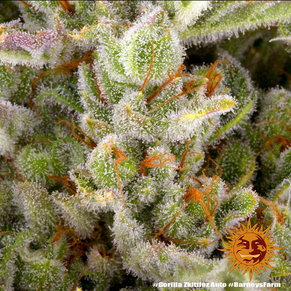 Das Bild zeigt einen Nahaufnahme der Cannabis Pflanzen Blüte mit Trichome